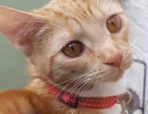 best guidelines for online gaming feedgamebuzz