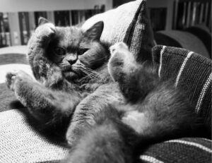 error susbluezilla new version