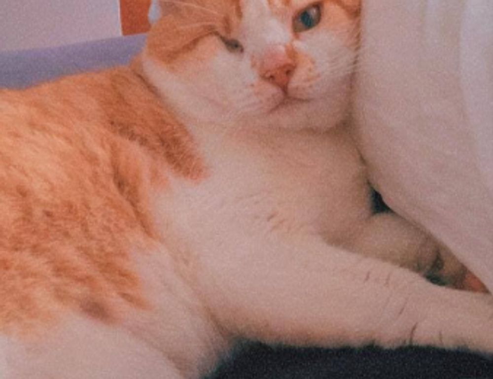 fix bug ralbel28.2.5