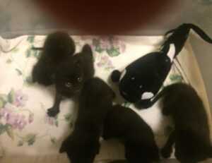 guidelines for online gaming feedgamebuzz