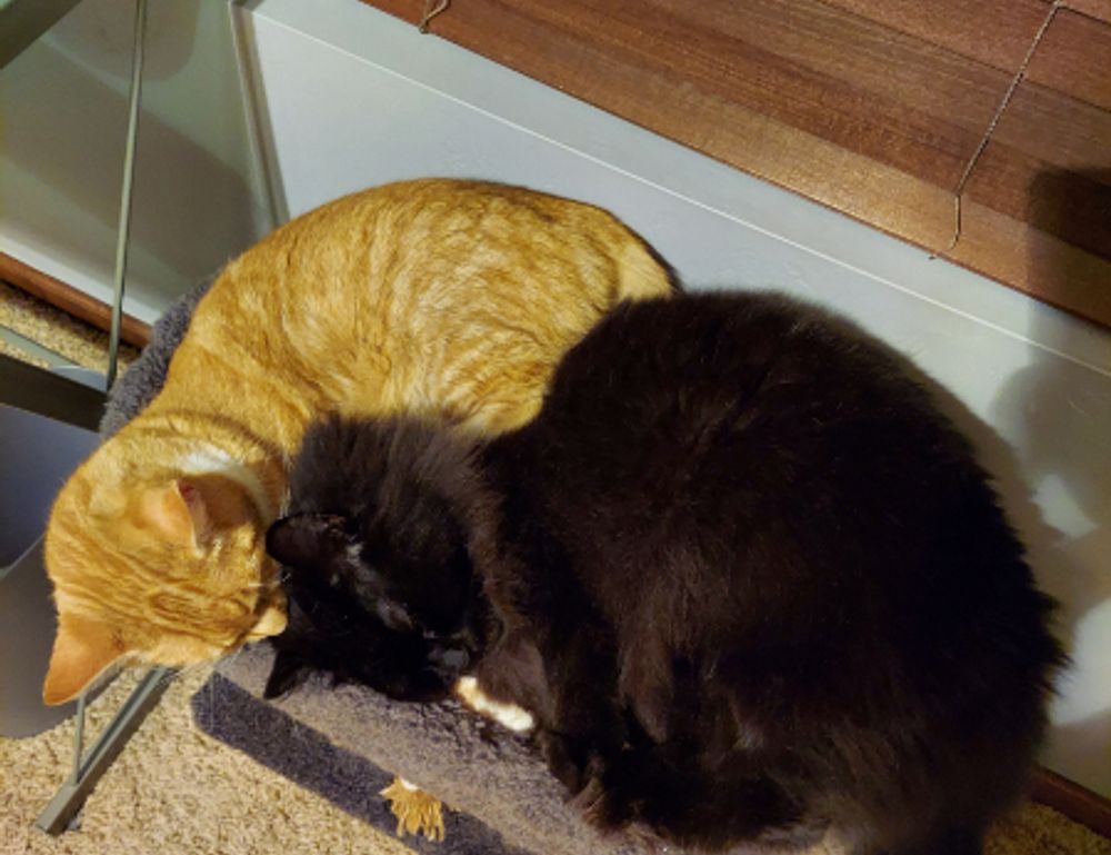 how can zydaisis disease be cured