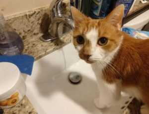 how long can i live with pavatalgia