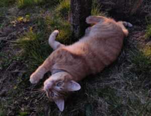 latest online gaming guidelines feedgamebuzz