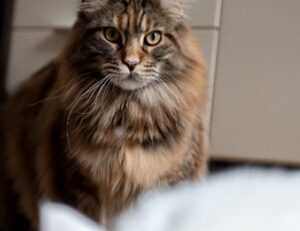 when is ustudiobytes released