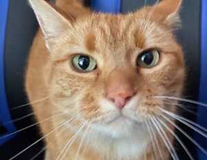 which online games is the most popular feedgamebuzz