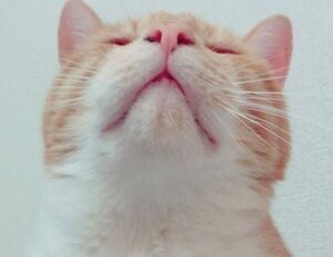 gameplay advice togplayering