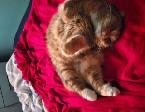 togplayering gameplay advice from thinkofgamers