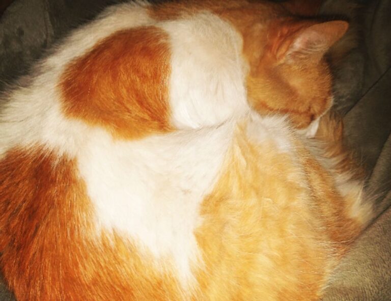 what video game has the most players togplayering