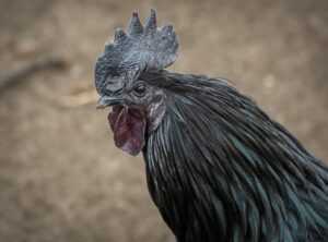 darah haid berketul seperti hati ayam