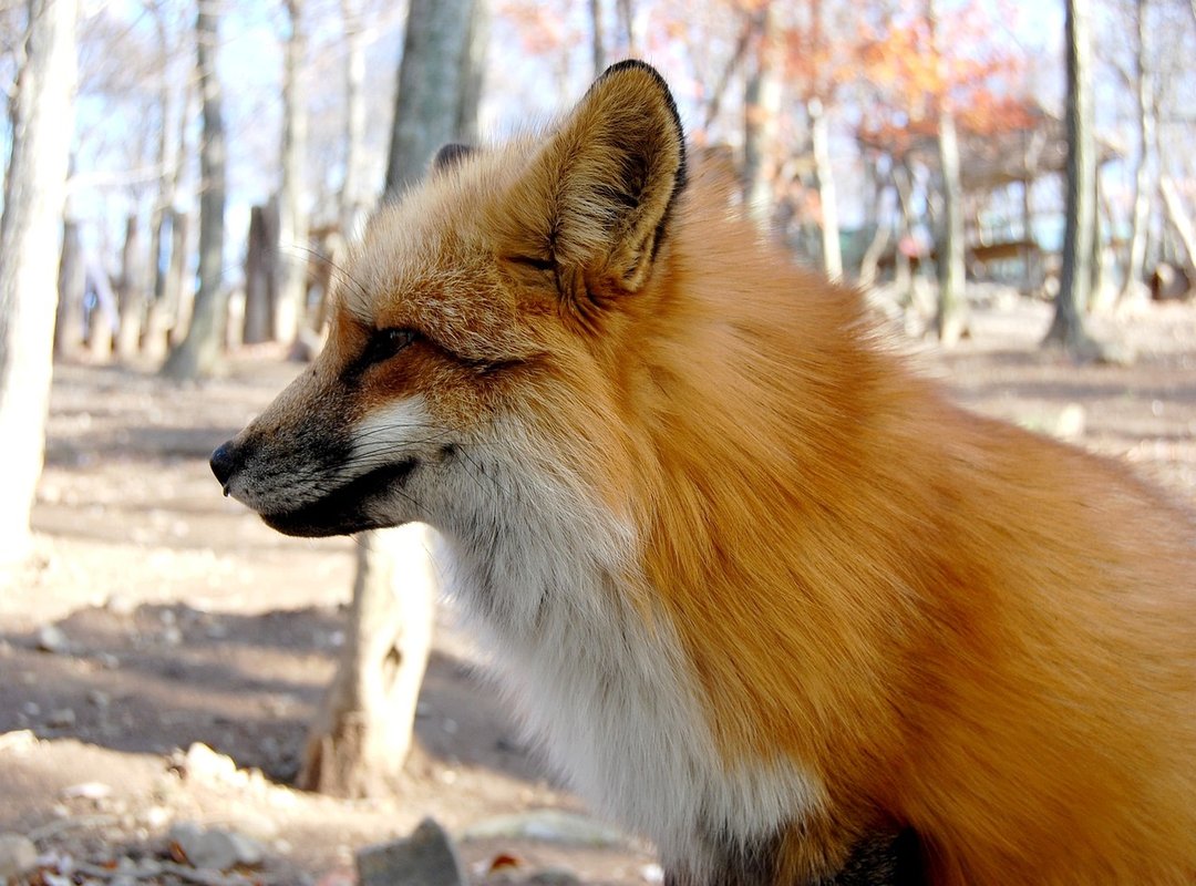 Where to Find the Best Free Stitch Images for Any Project